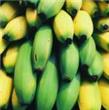 几十年前的香蕉品种近乎灭绝，所以，你现在吃的是……